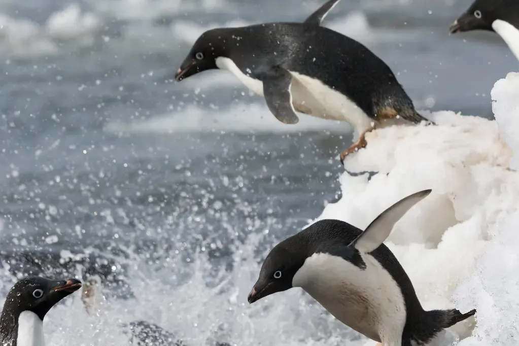A line of Adelie penguins leaps off an ice edge into the sea in a burst of spray
