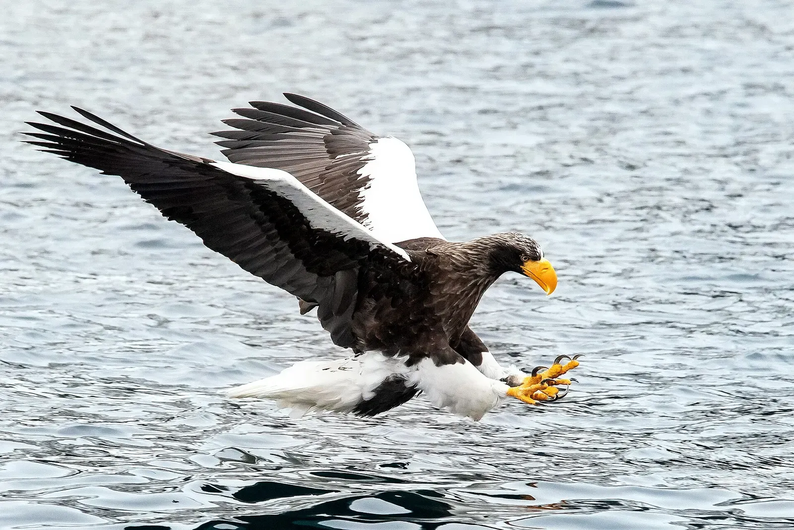 A Steller's sea eagle swoops low over open water with talons extended to grab a fish