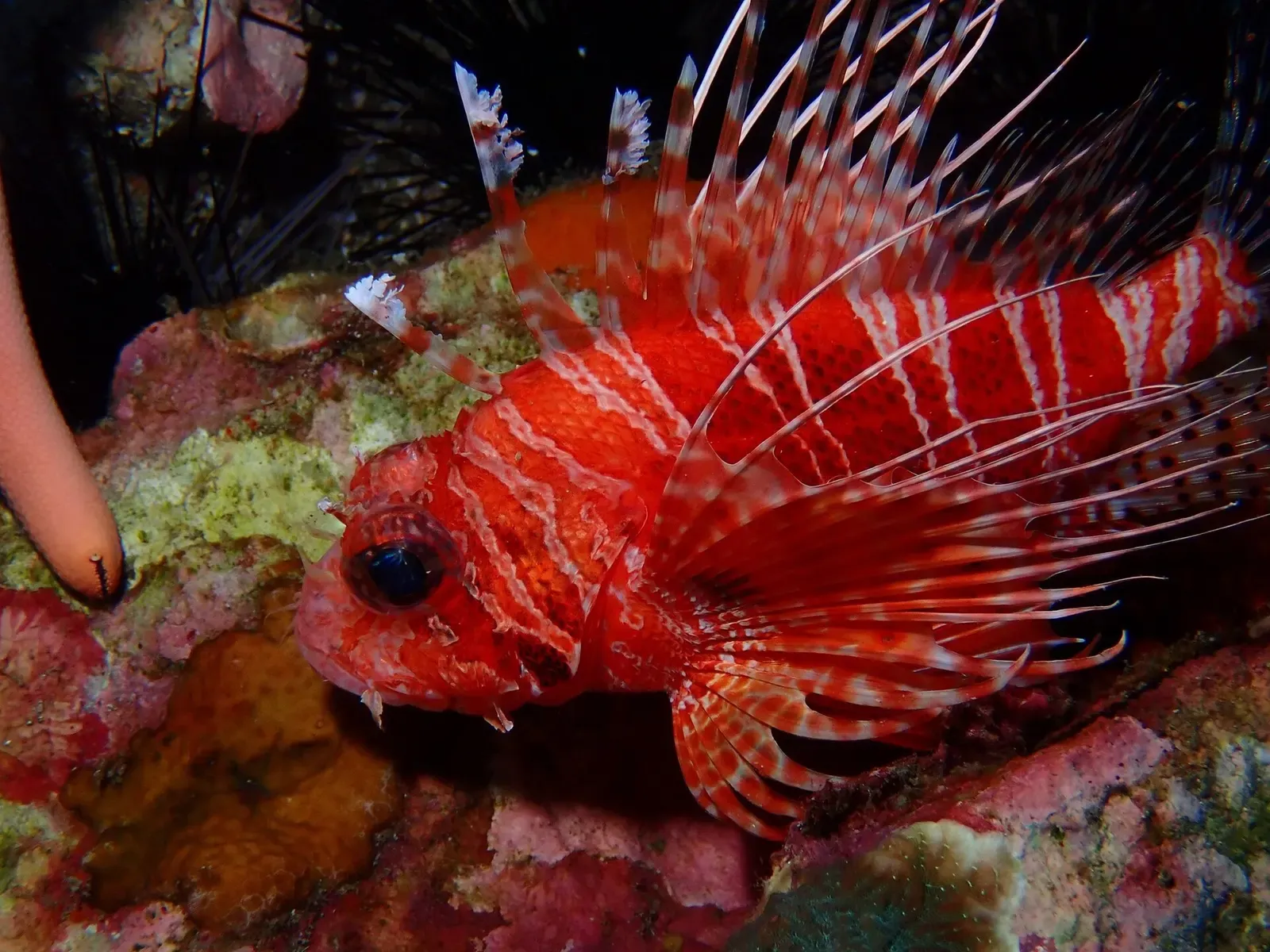 A red lionfish with fanned, striped spines resting on the reef at Richelieu Rock