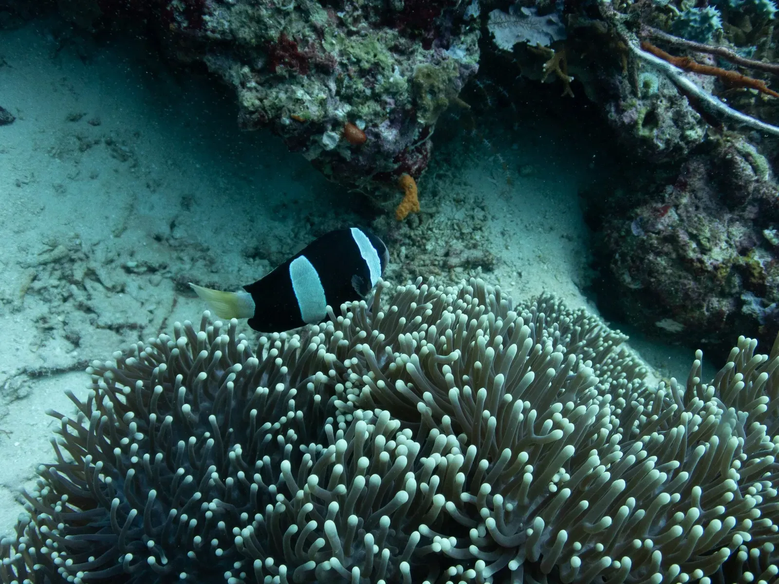 Orange and white anemonefish nestled among the tentacles of a sea anemone