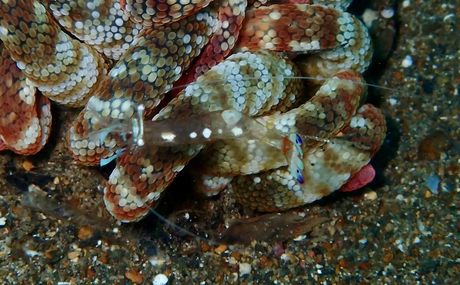 Magnificent anemone shrimp perched on the frilled, spotted tentacles of its host anemone