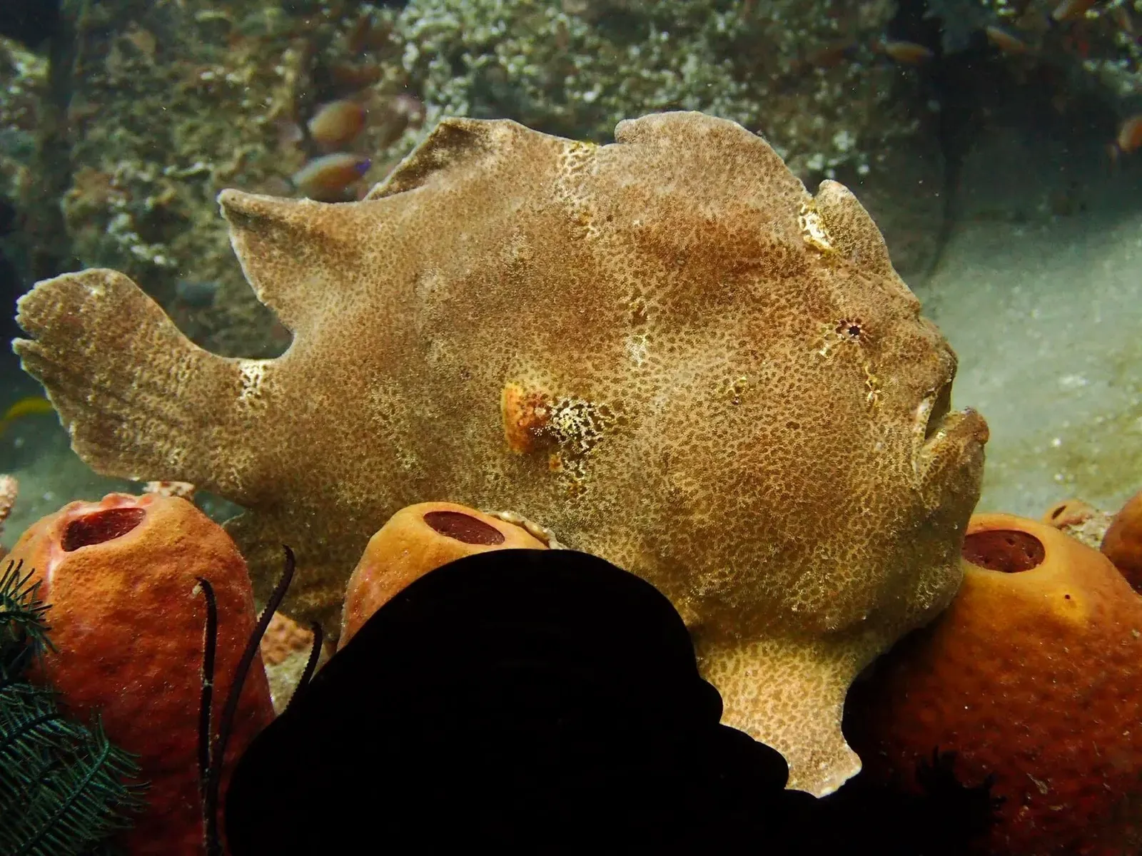 A camouflaged giant frogfish perches among orange sponges on a sandy Philippine reef.