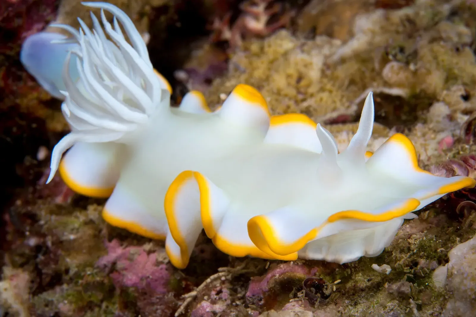 White nudibranch with a yellow-rimmed mantle crawling across the reef in Kimbe Bay