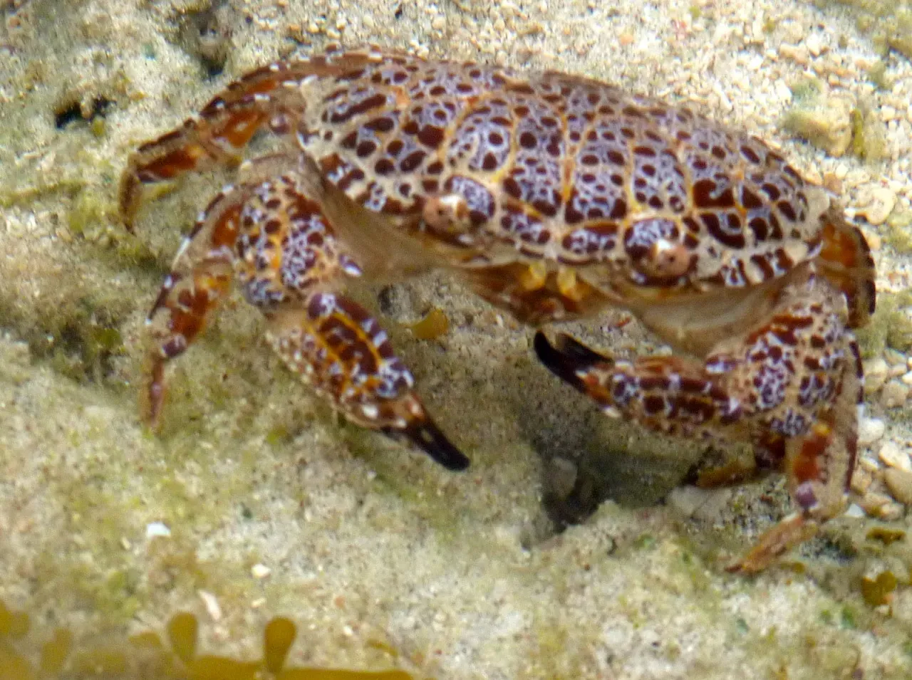 A patterned reef crab (Zosimus aeneus) resting on sand near Atauro's shoreline