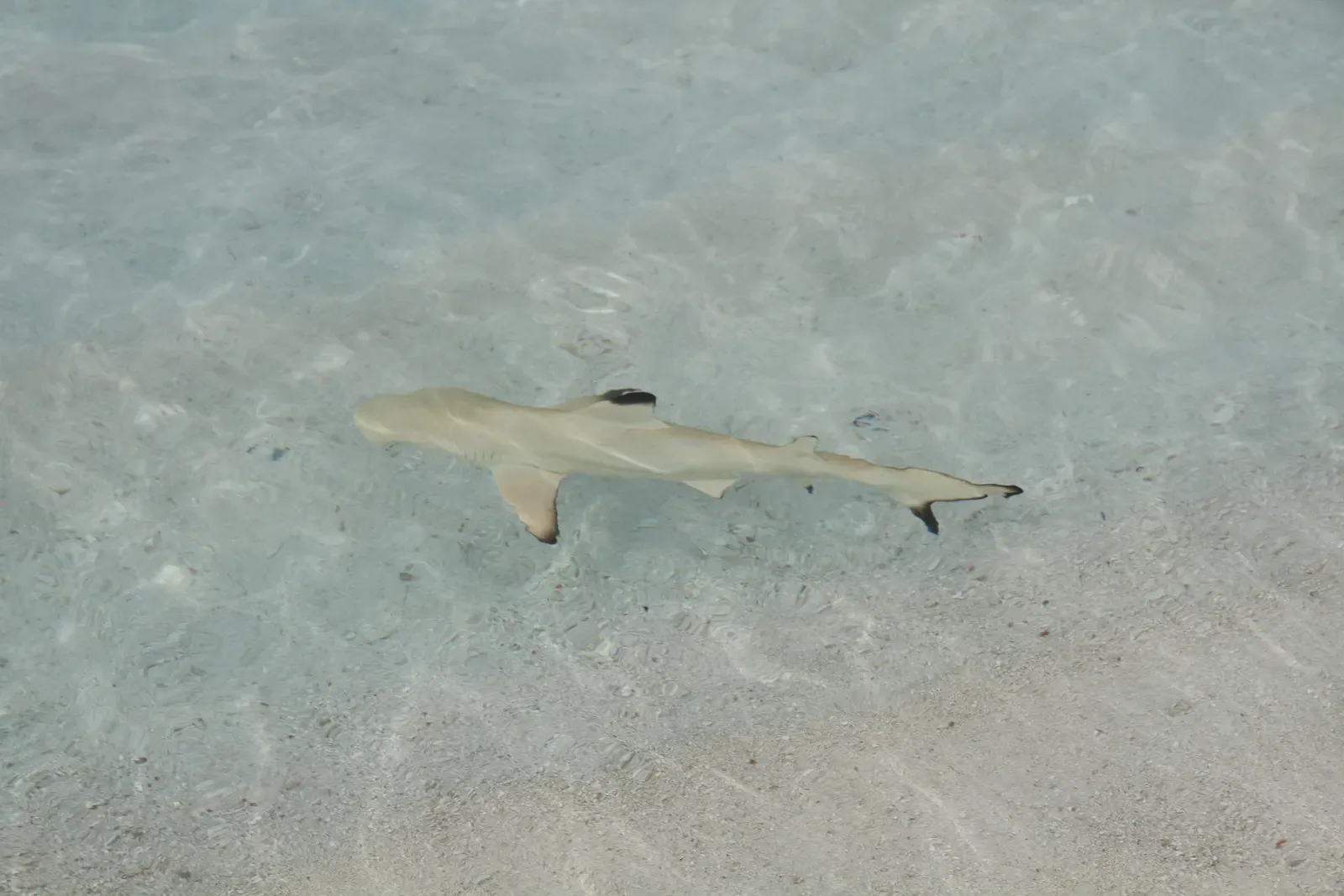 A young blacktip reef shark cruising over sand in shallow water off Baa Atoll