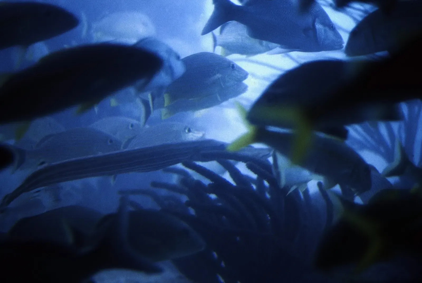A dense school of reef fish crowds together over coral off New Providence island.