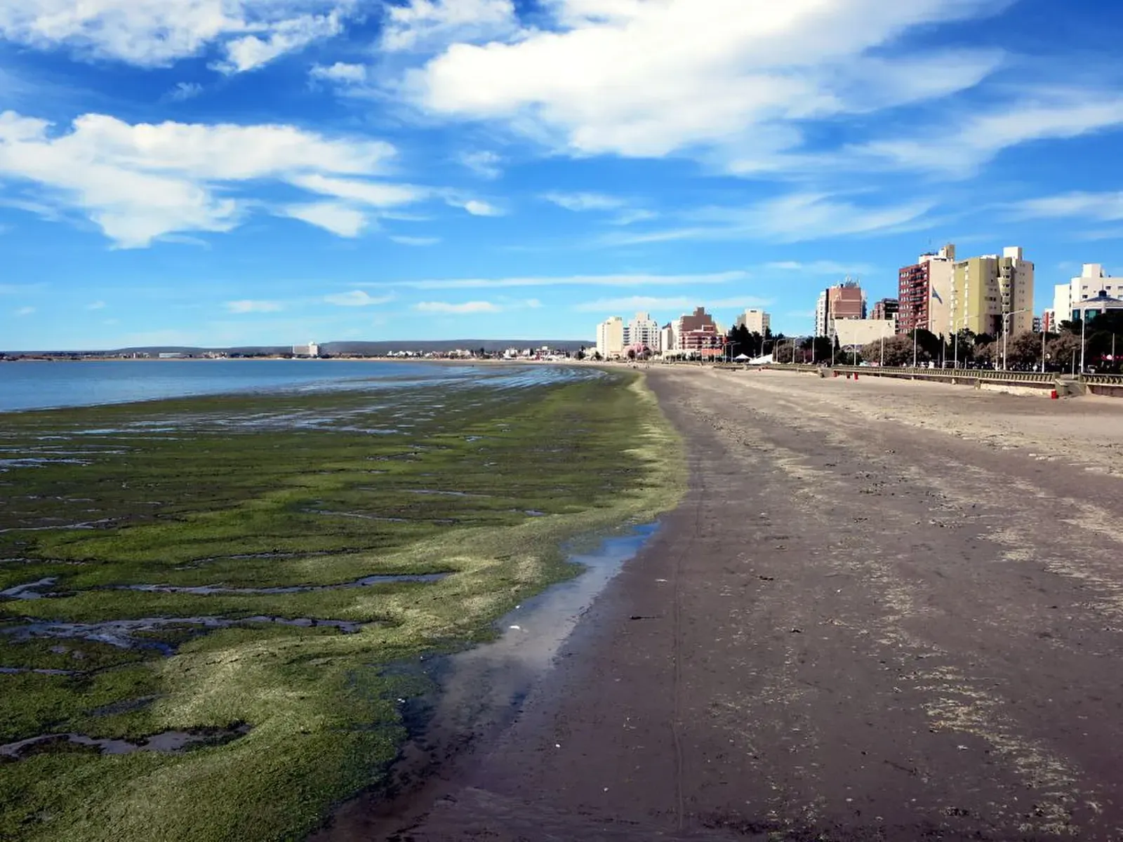 Green algae blankets the tidal shoreline at Puerto Madryn on the Golfo Nuevo coast