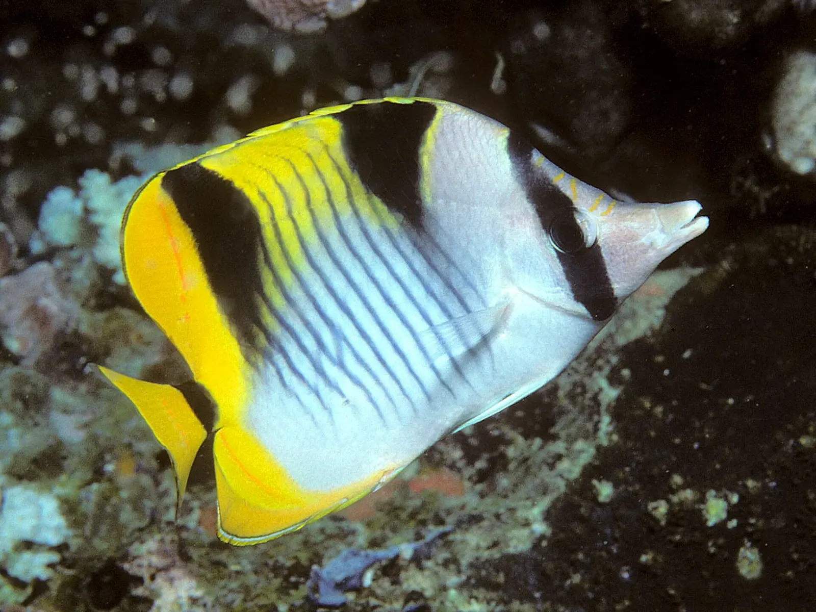 Blackwedged butterflyfish with bold yellow bands cruises a Pemba Island reef