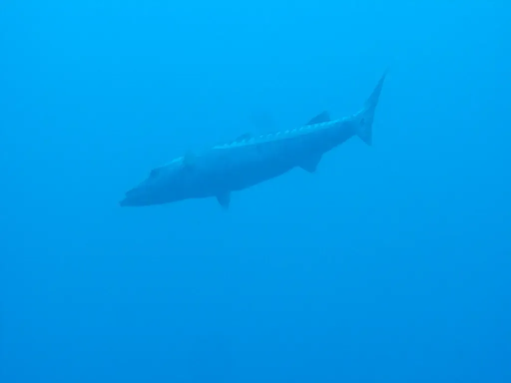 A great barracuda hovers motionless in open blue water.