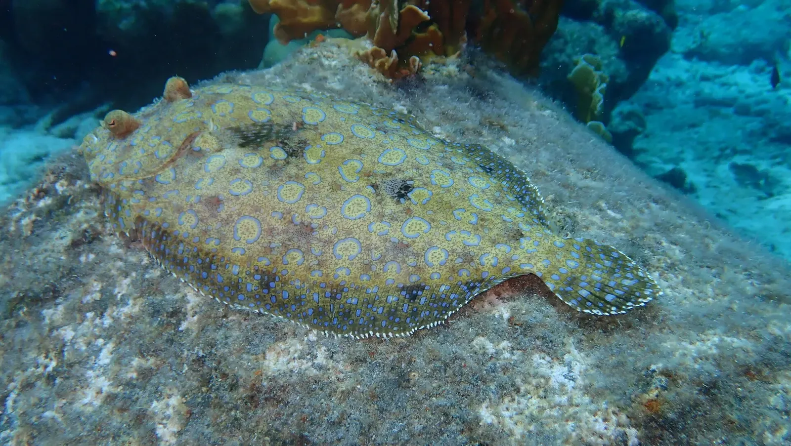 Peacock flounder resting on the seabed near Kralendijk, Bonaire