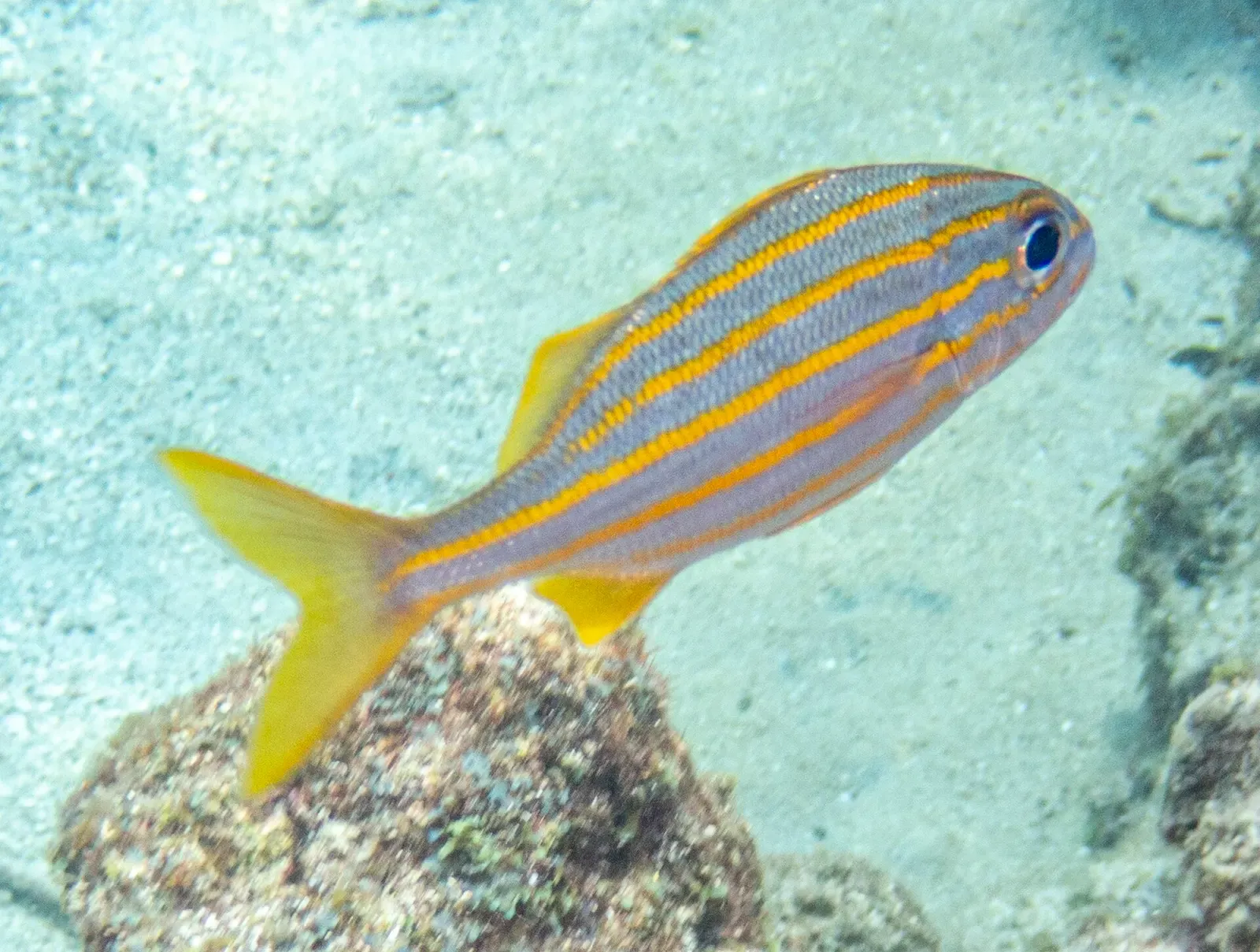A yellow-striped smallmouth grunt hovering beside a coral head off St. Lucia.