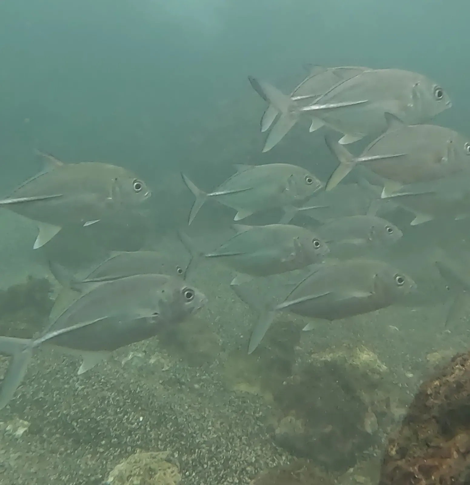 A tight school of bigeye trevally hovers over a rocky reef in green Pacific water