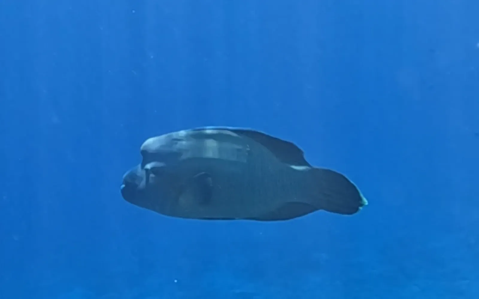 A large napoleon wrasse glides through open blue water near Fakarava's reefs