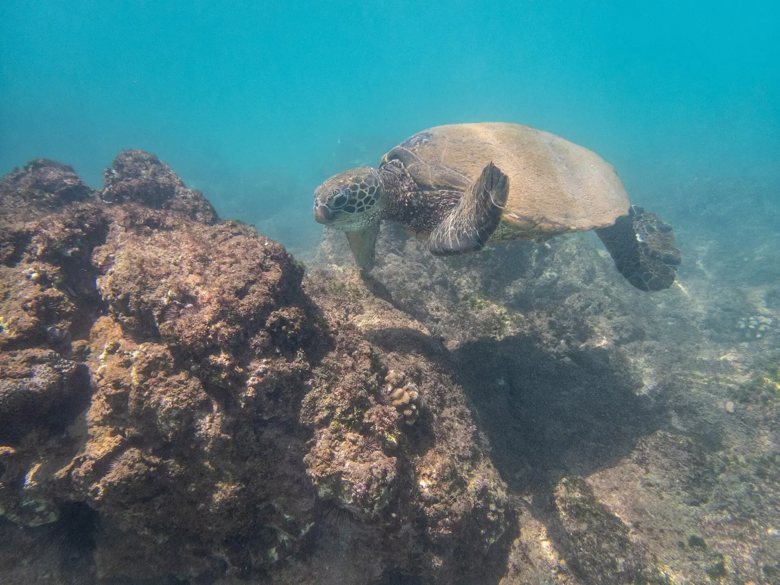 Green sea turtle cruising close above a coral-encrusted reef near Maui.