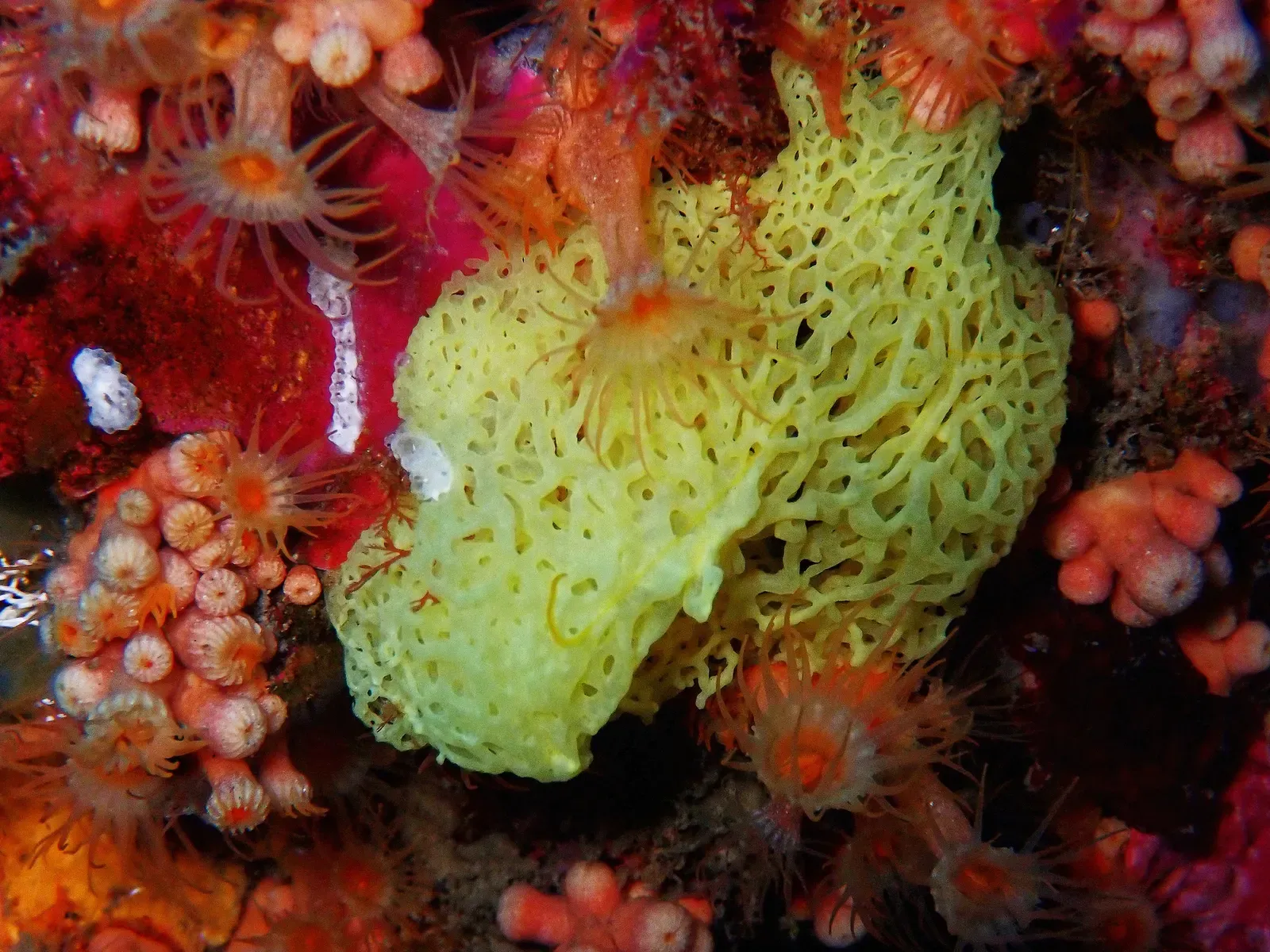 Yellow lattice sponge surrounded by orange and pink cup corals on a shaded rock face