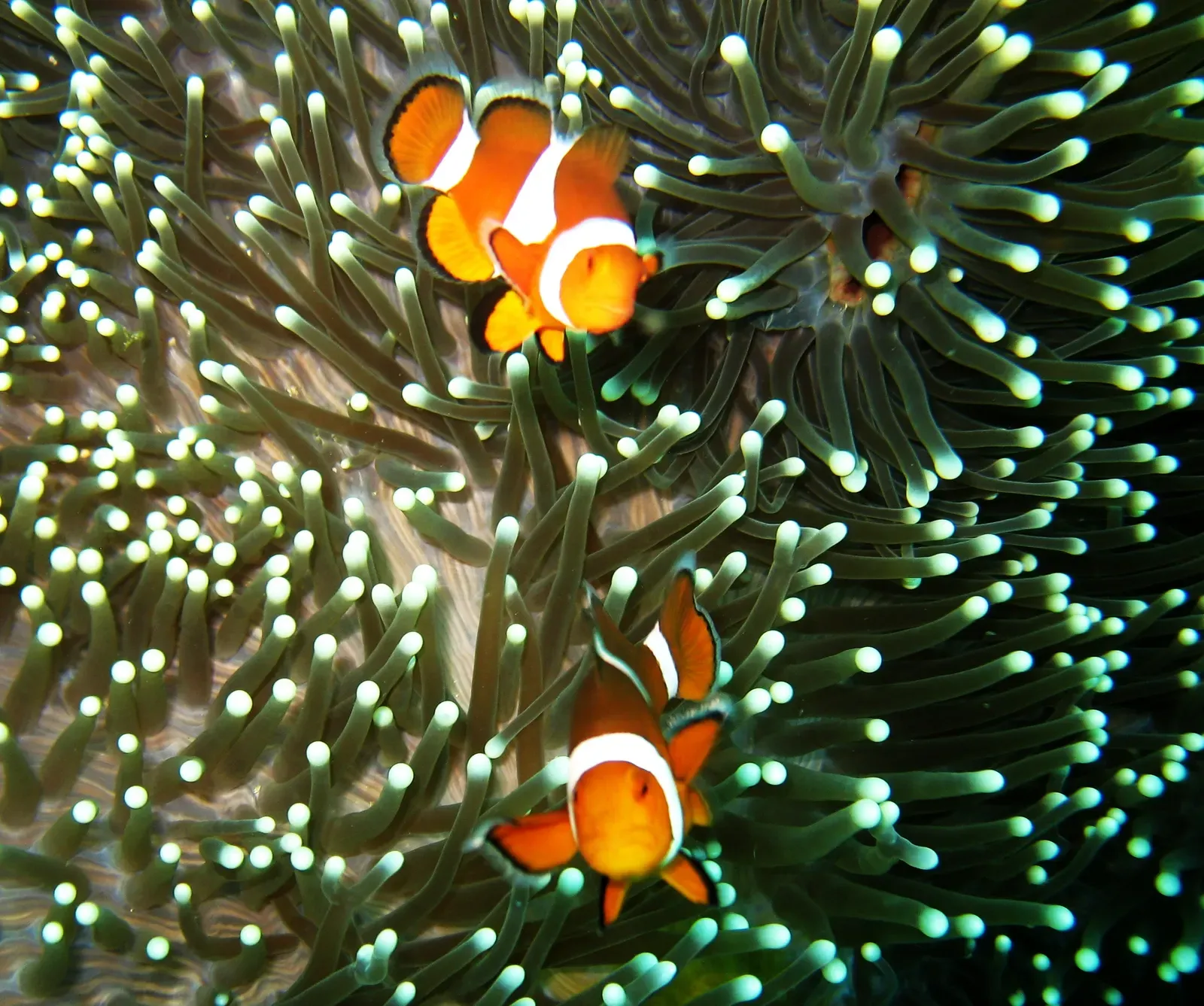 A pair of clownfish shelter among the tentacles of a host anemone off Batangas, Anilao.