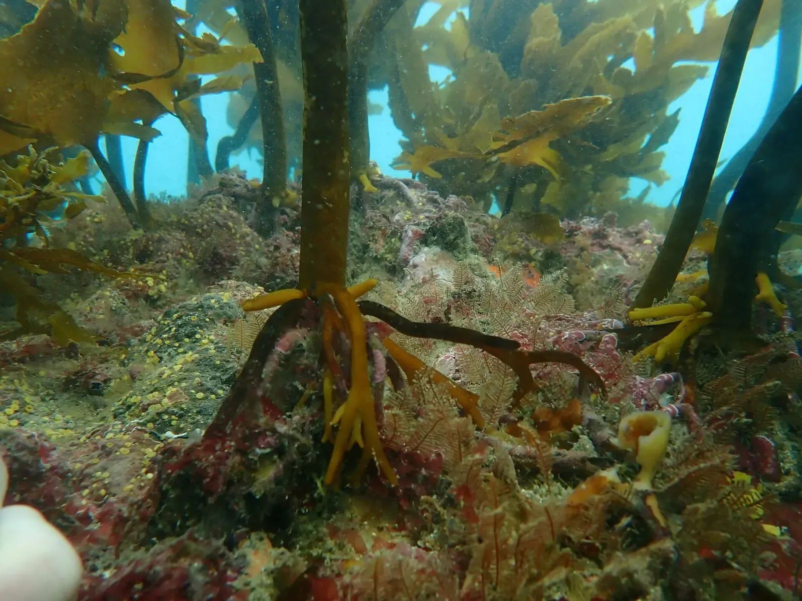 Sunlit stands of kelp swaying over the boulder reef at Goat Island's marine reserve