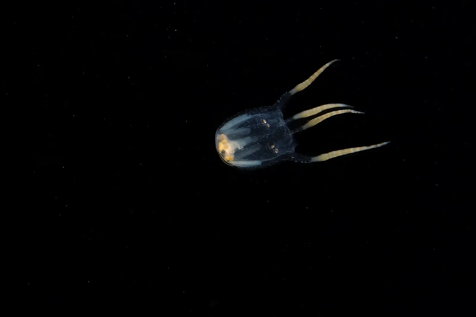 A small translucent bottletail squid hovering over dark sand at Maeda Flats