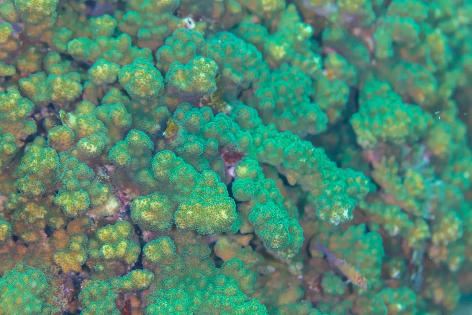 Cauliflower coral covers the reef at Cabo Pulmo National Park in Baja California