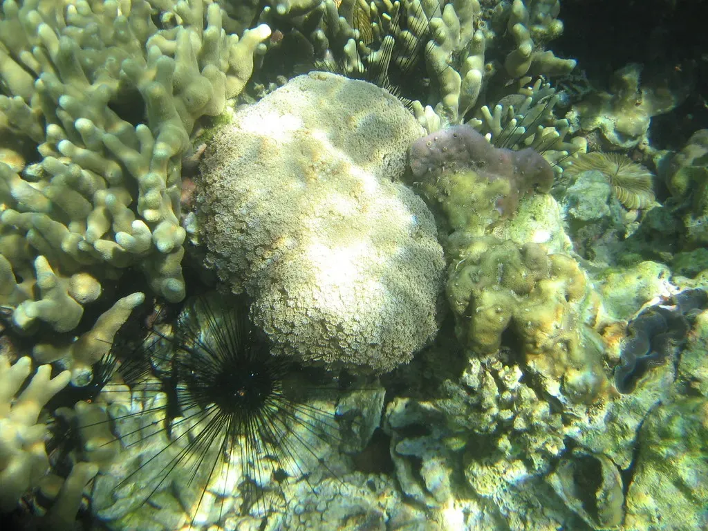 A reef fish weaves past hard coral and a black sea urchin on a Coron Bay reef.