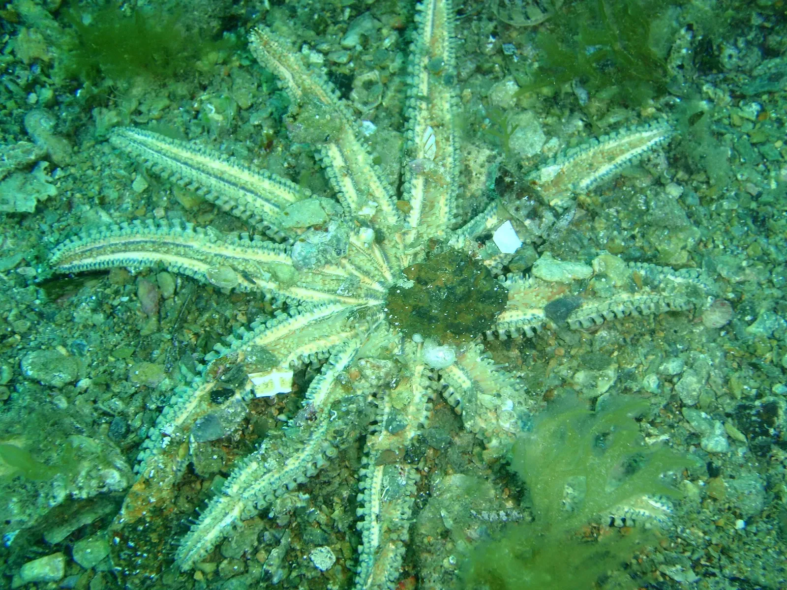 An eleven-armed starfish rests on the seabed beneath Rapid Bay jetty