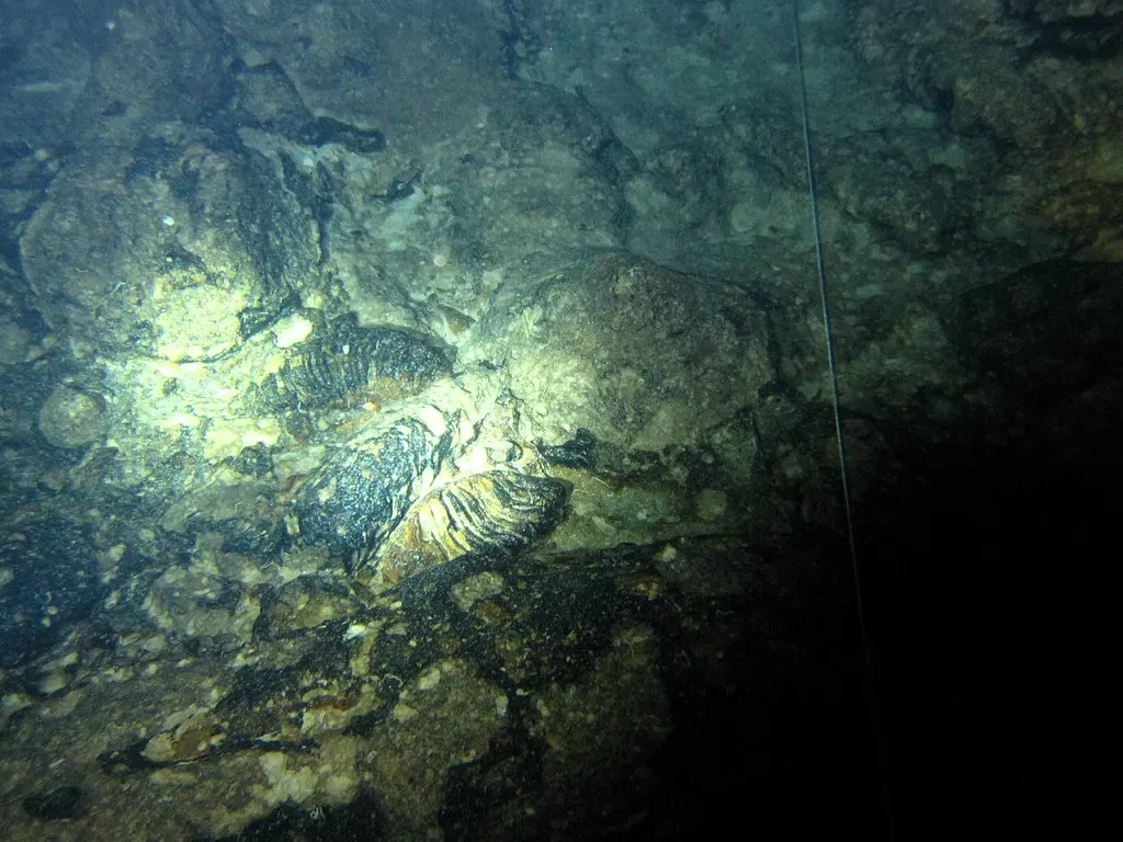Fossilised dwarf elephant remains embedded in cave rock under a dive light
