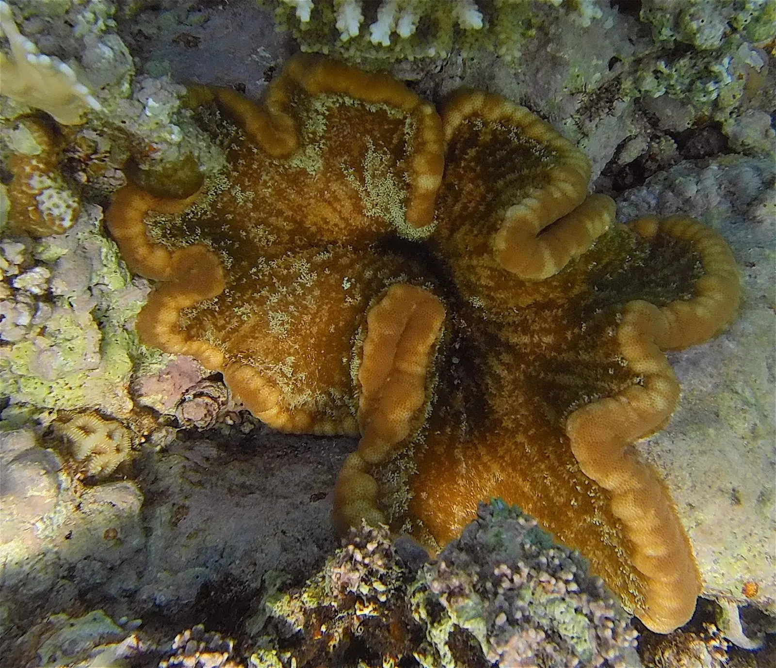 An adhesive anemone on a reef in Egypt's Red Sea