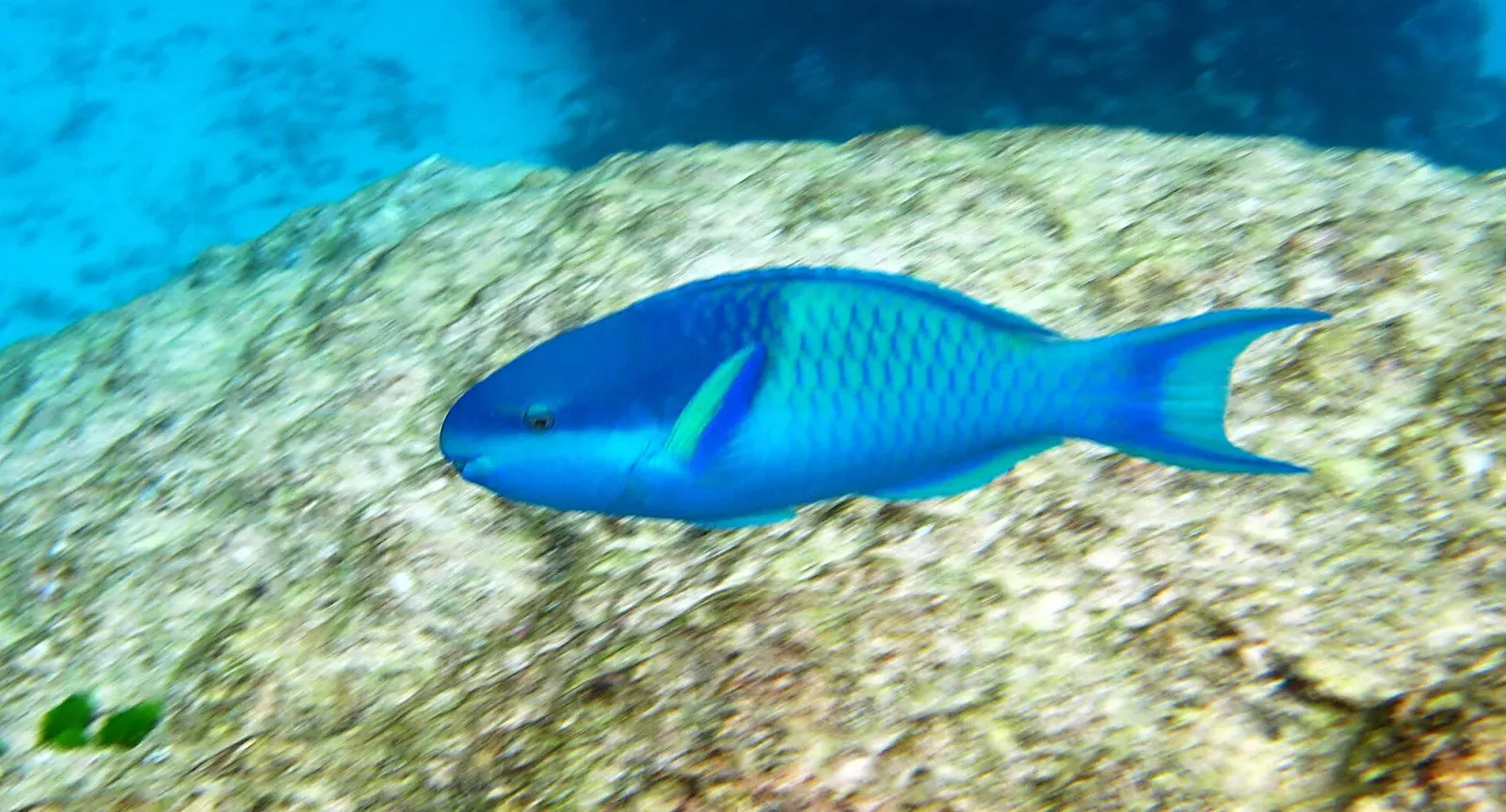 A male dark-capped parrotfish swims over the reef flat at Flynn Reef near Cairns
