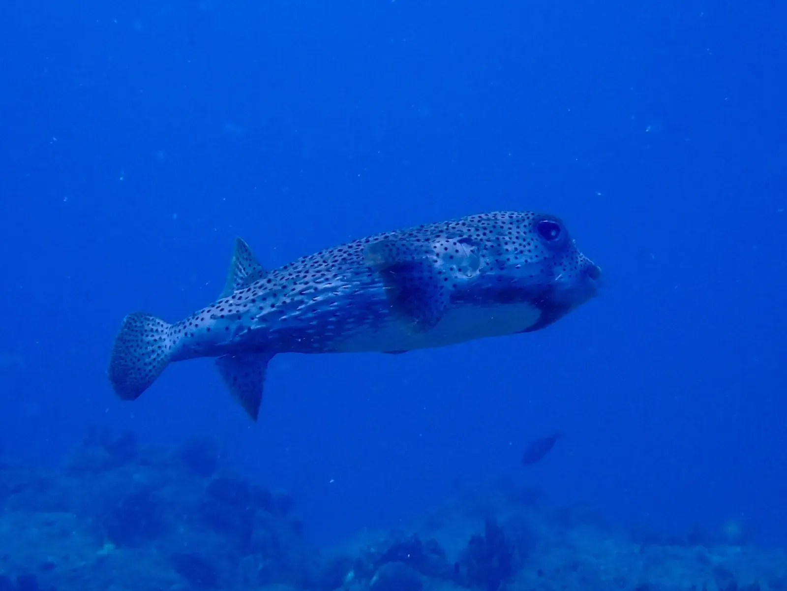 A spotted porcupinefish glides over open reef in the British Virgin Islands.
