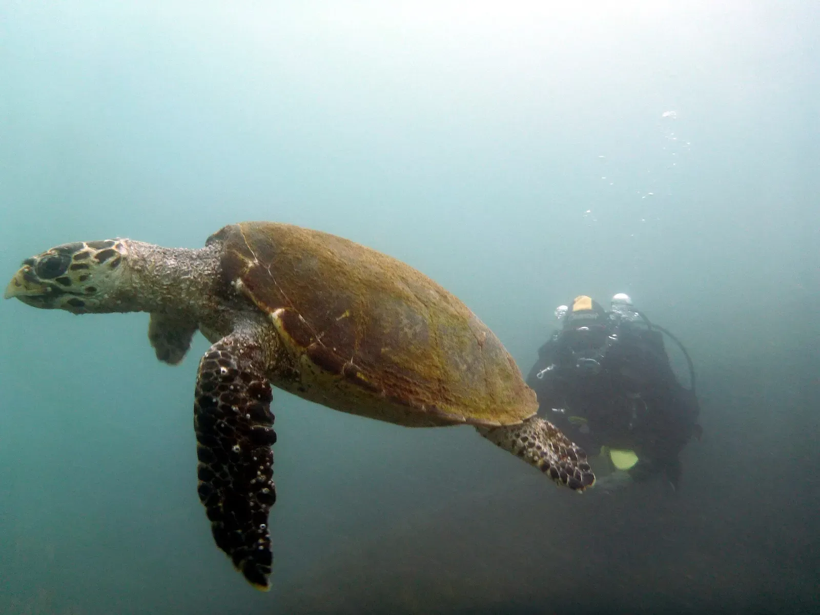 A scuba diver swims alongside a green sea turtle off Arraial do Cabo