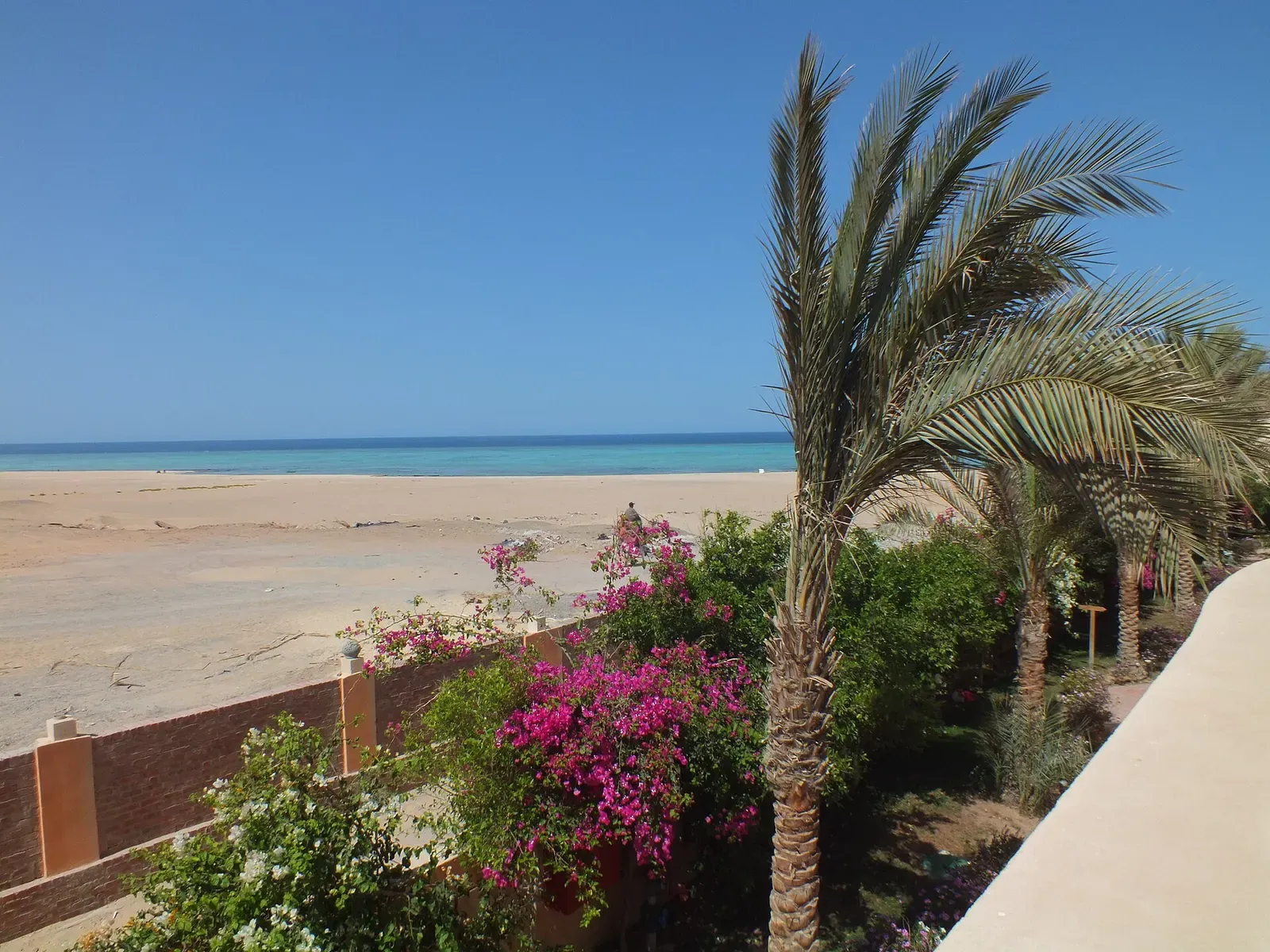 A palm tree and pink bougainvillea frame a turquoise beach along the Marsa Alam coast