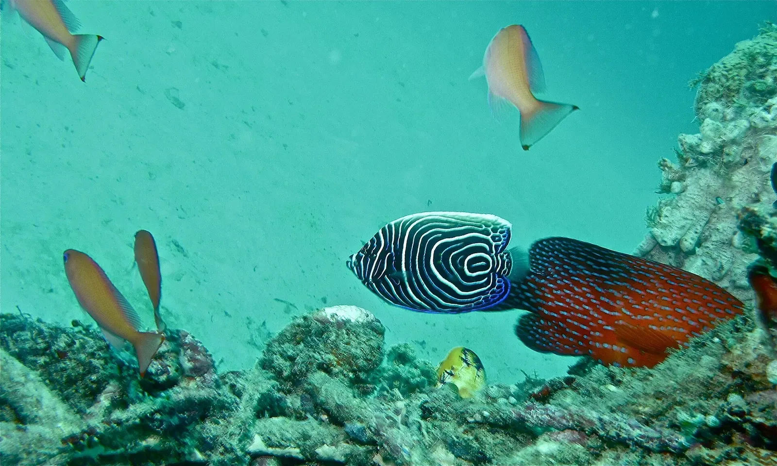 A juvenile emperor angelfish with concentric blue rings swims over the reef at Awas, Mabul.