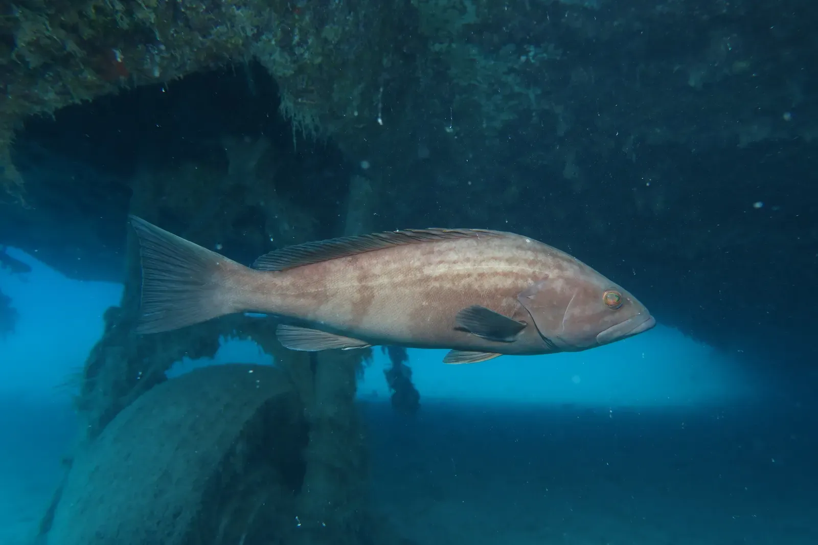 Gold blotch grouper swimming beneath an encrusted wreck structure in clear blue water off the Turkish coast