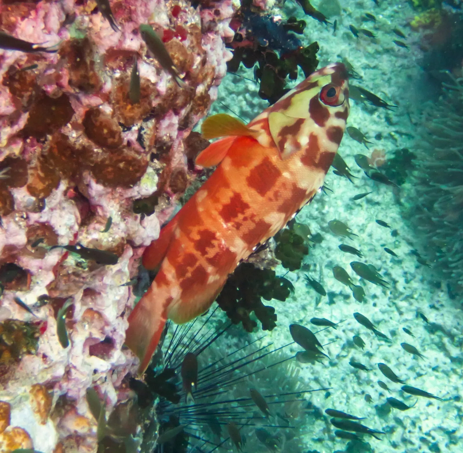 Blacktip grouper hovering over the reef with a school of small fish behind it