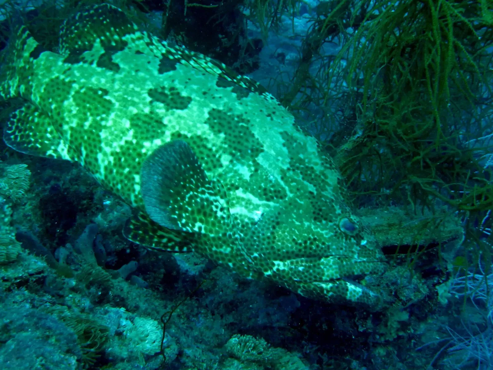 Flowery rockcod grouper camouflaged among coral growth near the SS Yongala dive site