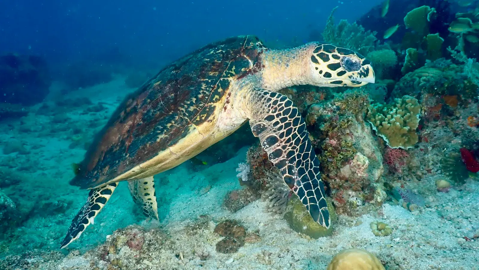 A hawksbill sea turtle glides over a coral reef in the Philippines.