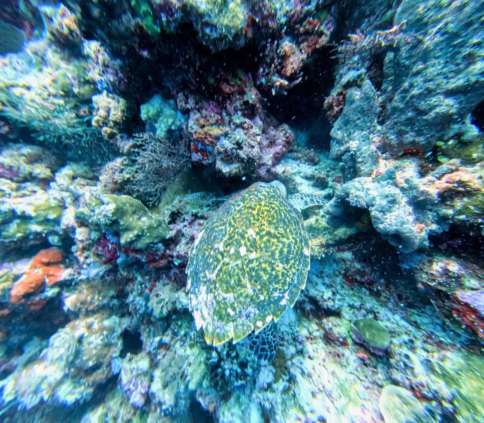 A hawksbill sea turtle rests among vivid coral on a Palau reef