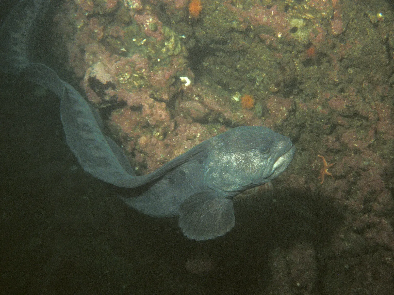 A wolf eel peers out from a rocky den on the floor of Puget Sound