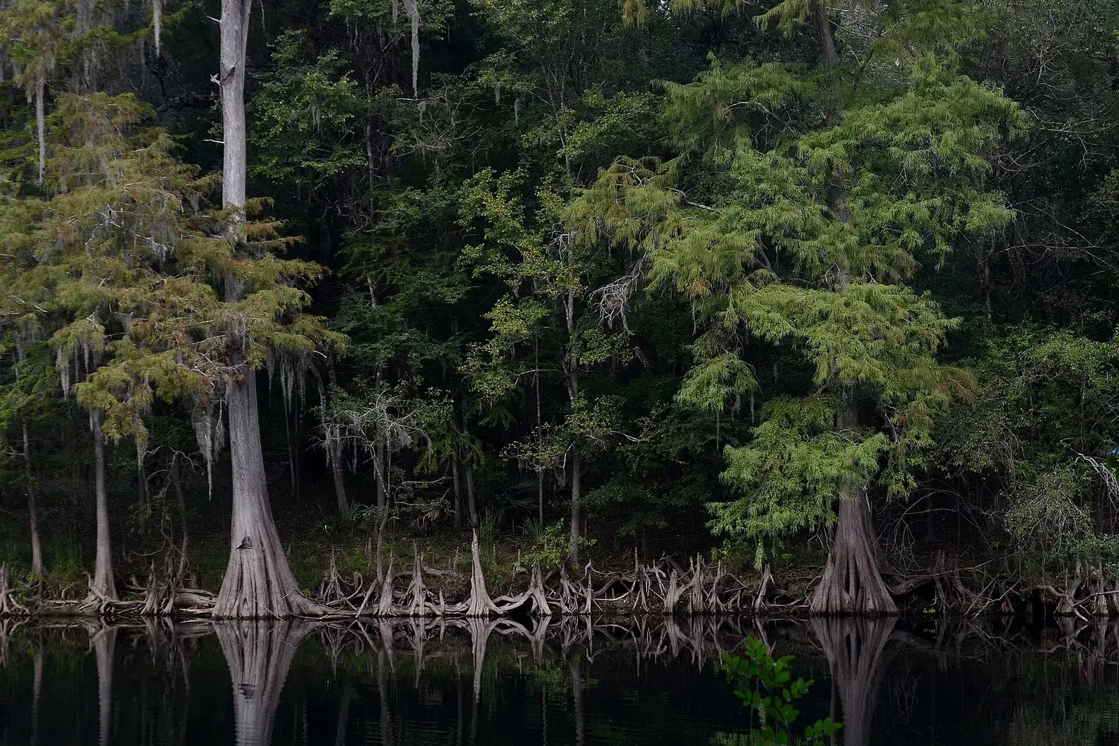 Bald cypress trees and their knees reflect in the still, dark water of the Santa Fe River