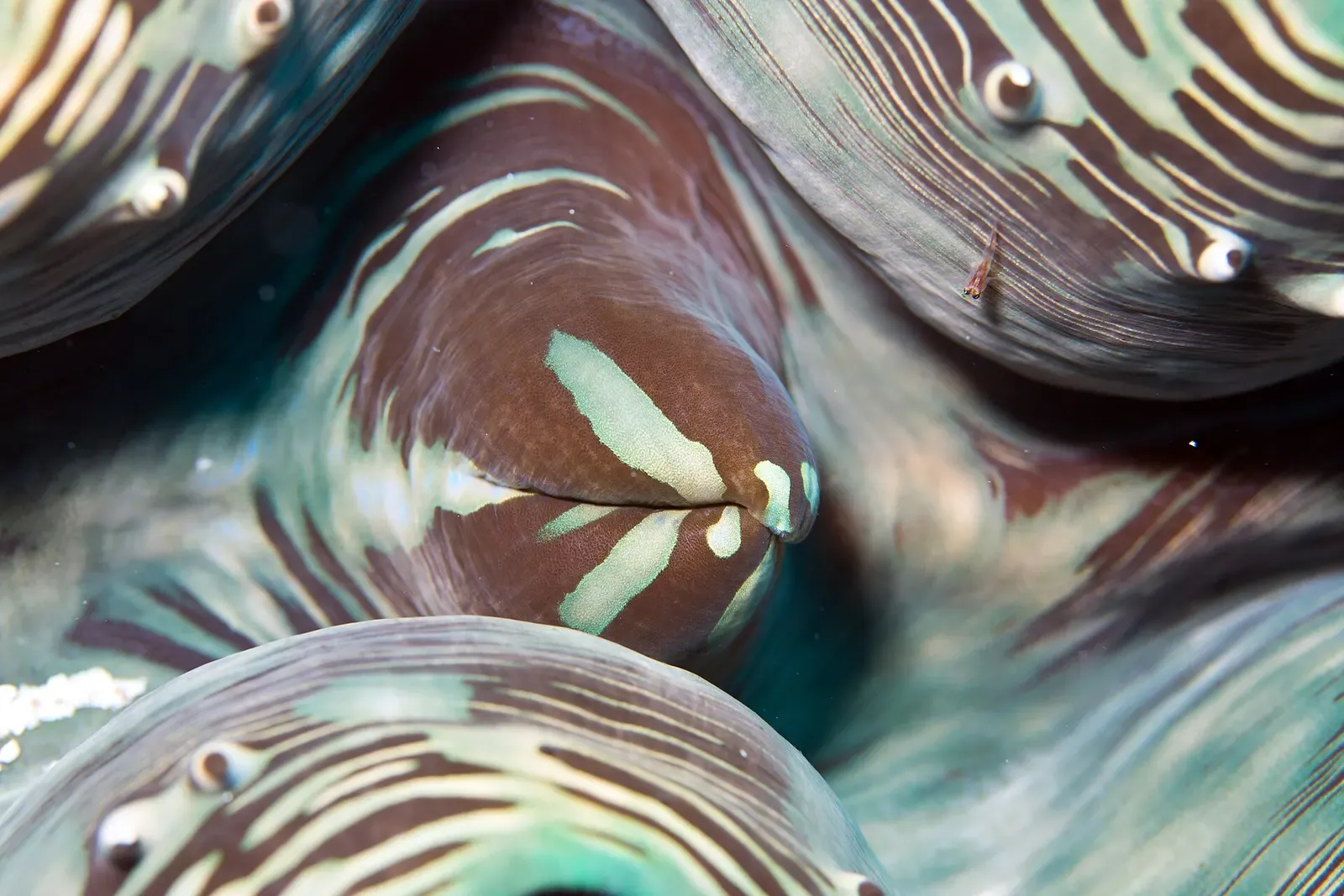 Close-up of a giant clam's patterned blue and brown mantle on a reef at Weh Island