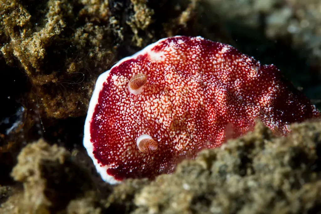 Deep red nudibranch with fine white speckling crawling over encrusted rock