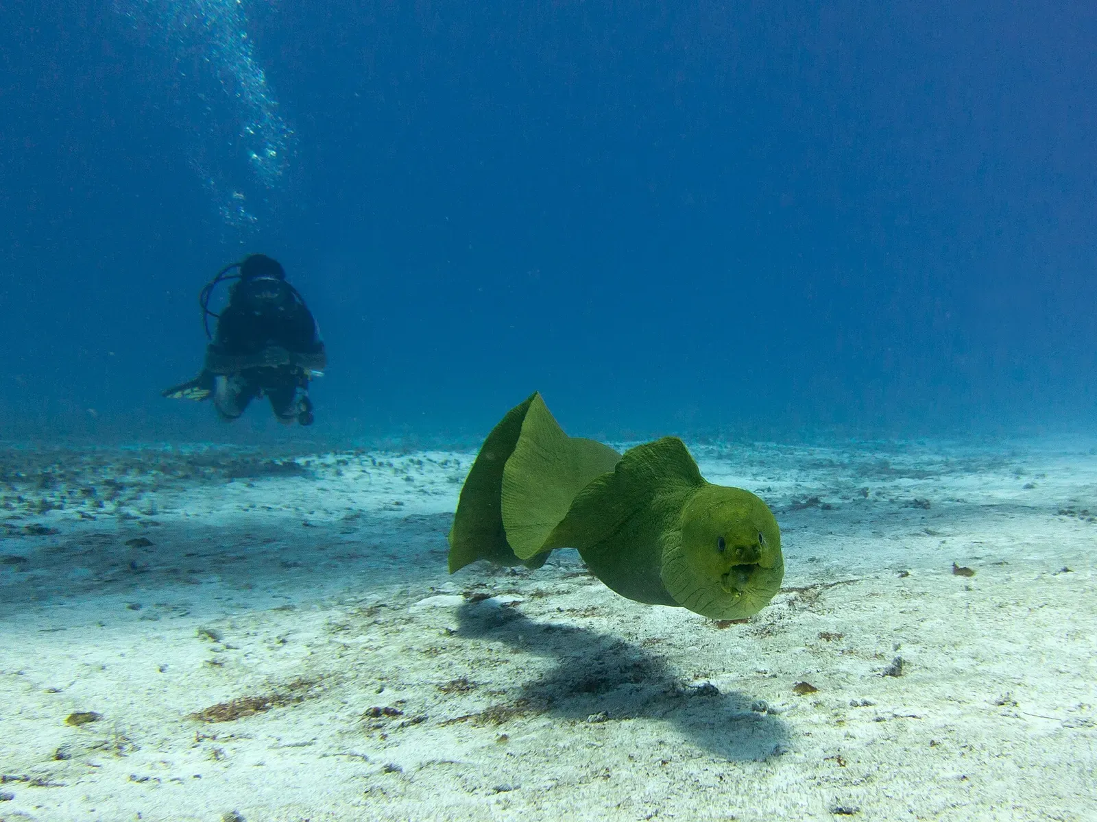 A green moray eel swims freely over the sandy bottom as a diver looks on in the distance
