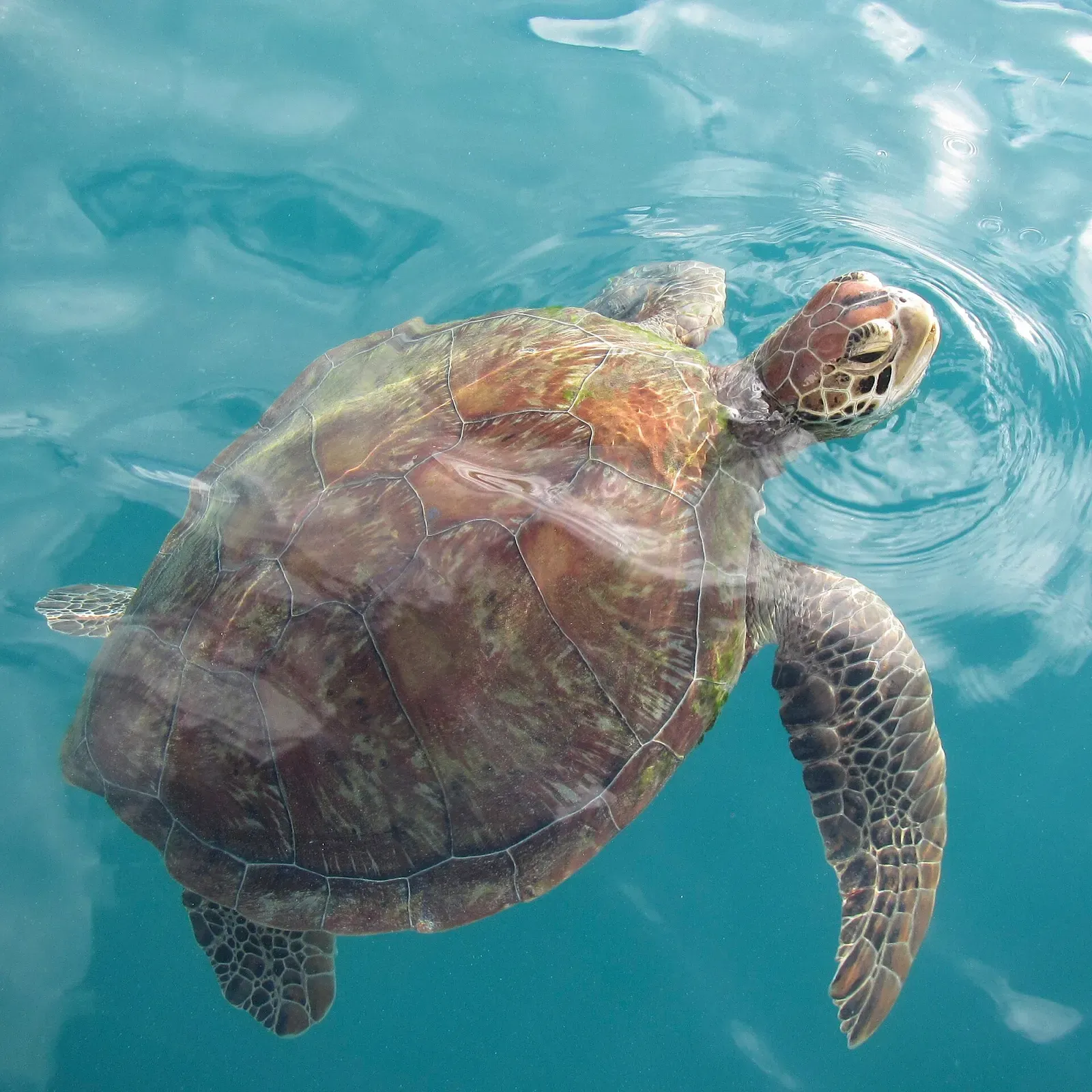 A green turtle surfaces for air in the clear waters of the Whitsunday Islands
