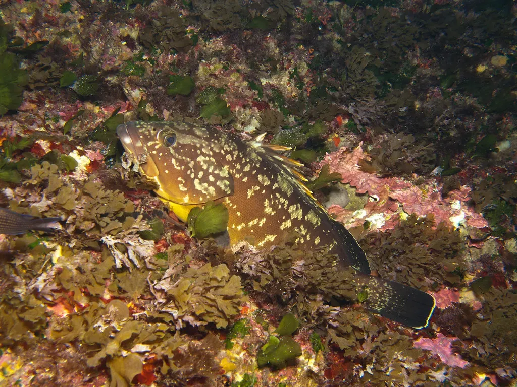 Dusky grouper resting on an algae-covered reef off Gozo