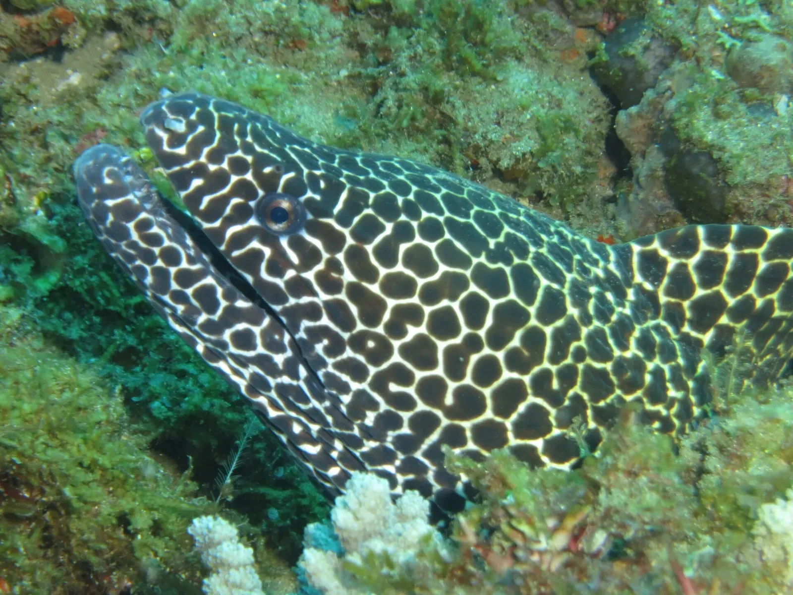 A laced moray eel peers out from a reef crevice at Sodwana Bay.