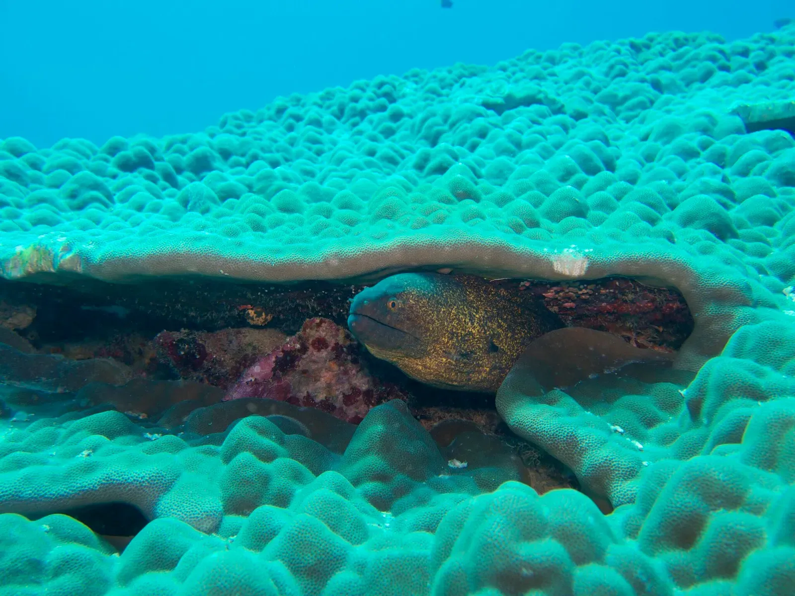 A yellowmargin moray eel peering out from beneath a coral ledge in Lakshadweep