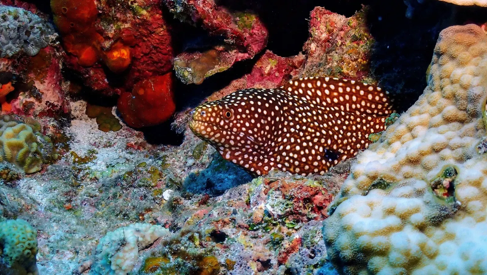 A whitemouth moray eel peers out from a coral ledge crowded with sponges.