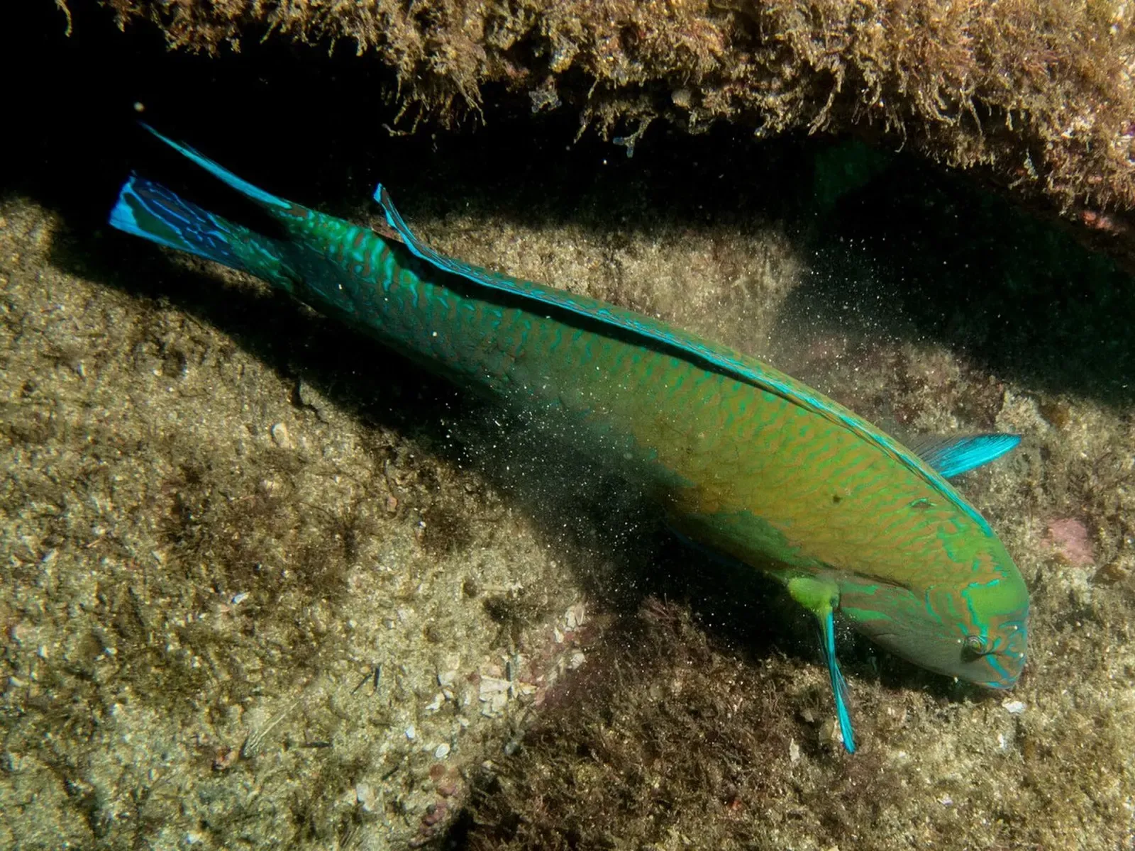 Brazilian wrasse sheltering under a rocky ledge near Santos, Brazil
