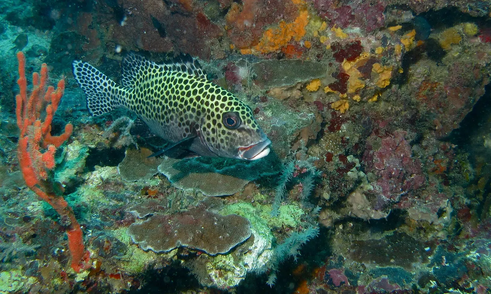 A harlequin sweetlips rests among sponges and coral at South Point, Sipadan.