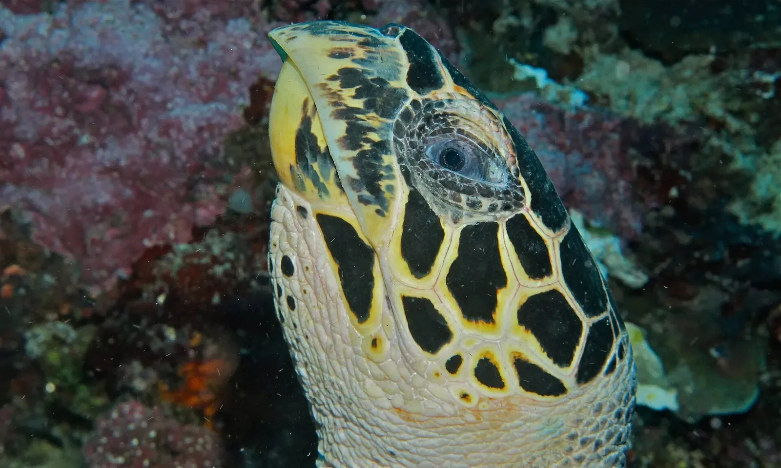 Close-up of a hawksbill turtle's beaked head and patterned shell against the reef